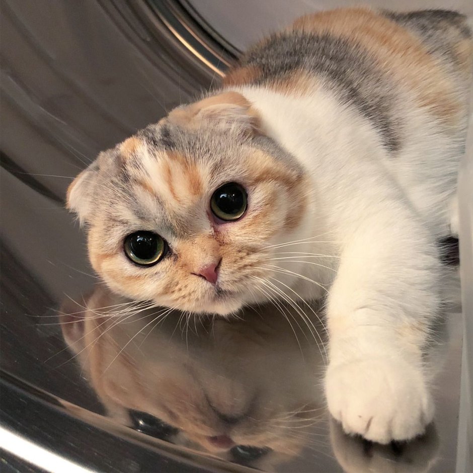 Я пусечка котик