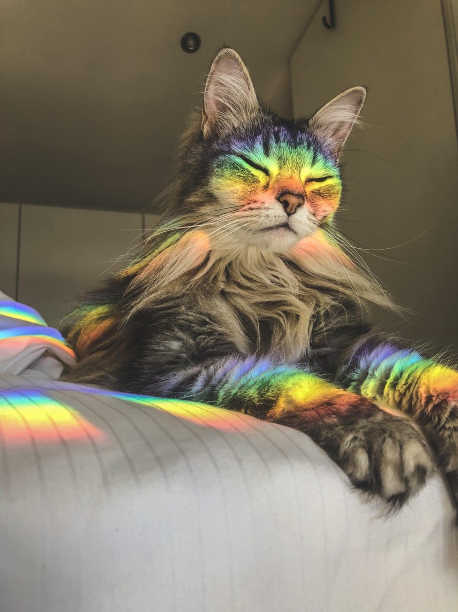 Котик с радугой
