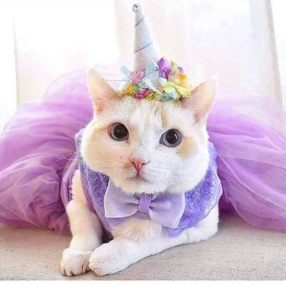 Котик в костюме единорога