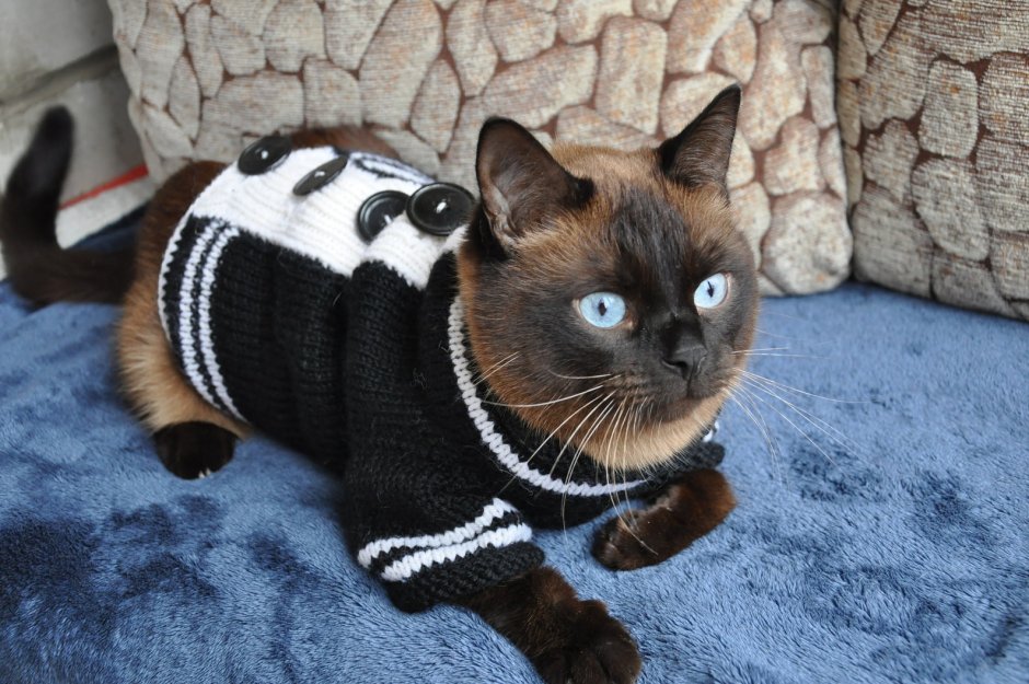 Свитер для кота серого цвета