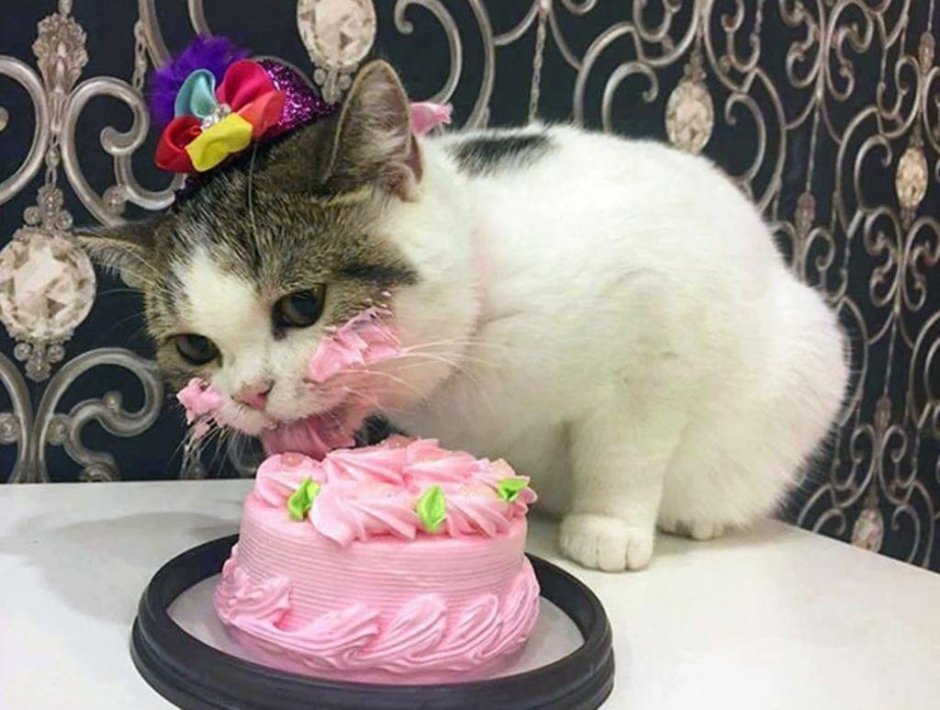 Торт с «кошками»