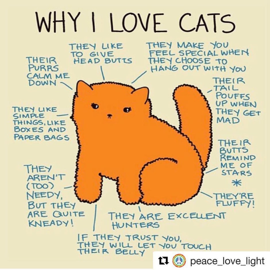 I Love you Cat