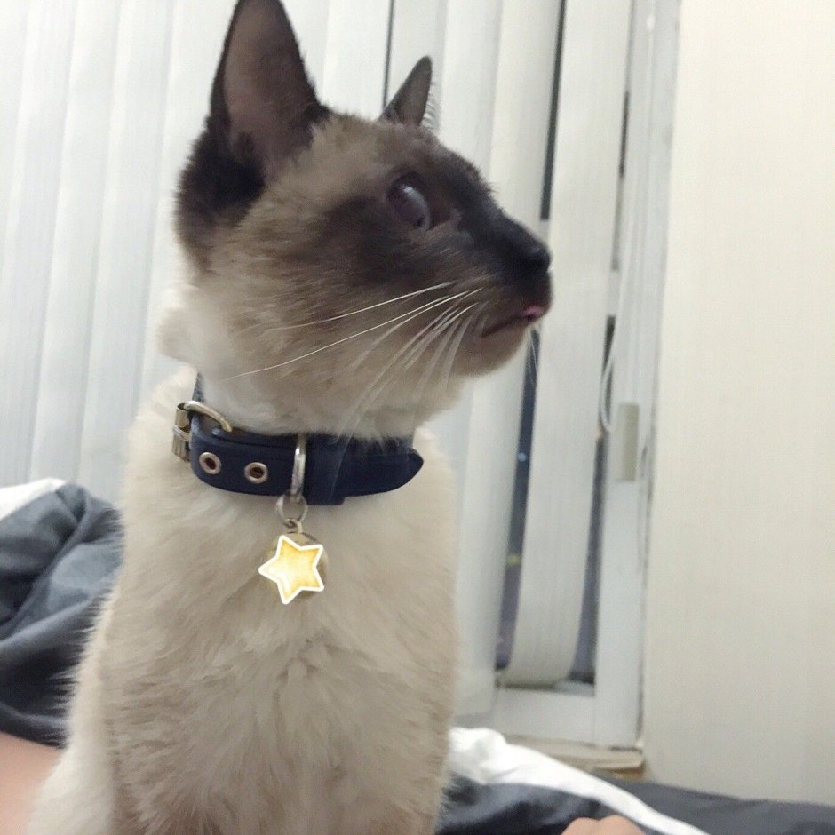 Американский герл кот