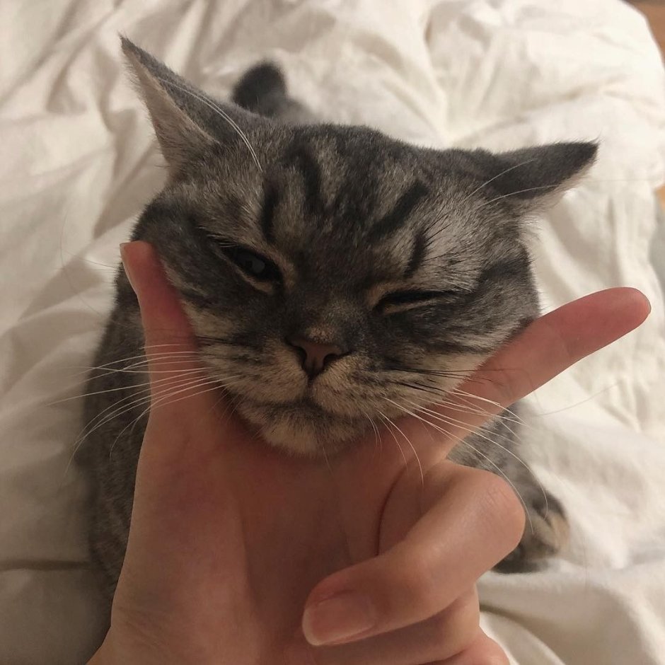 Кошачья Эстетика