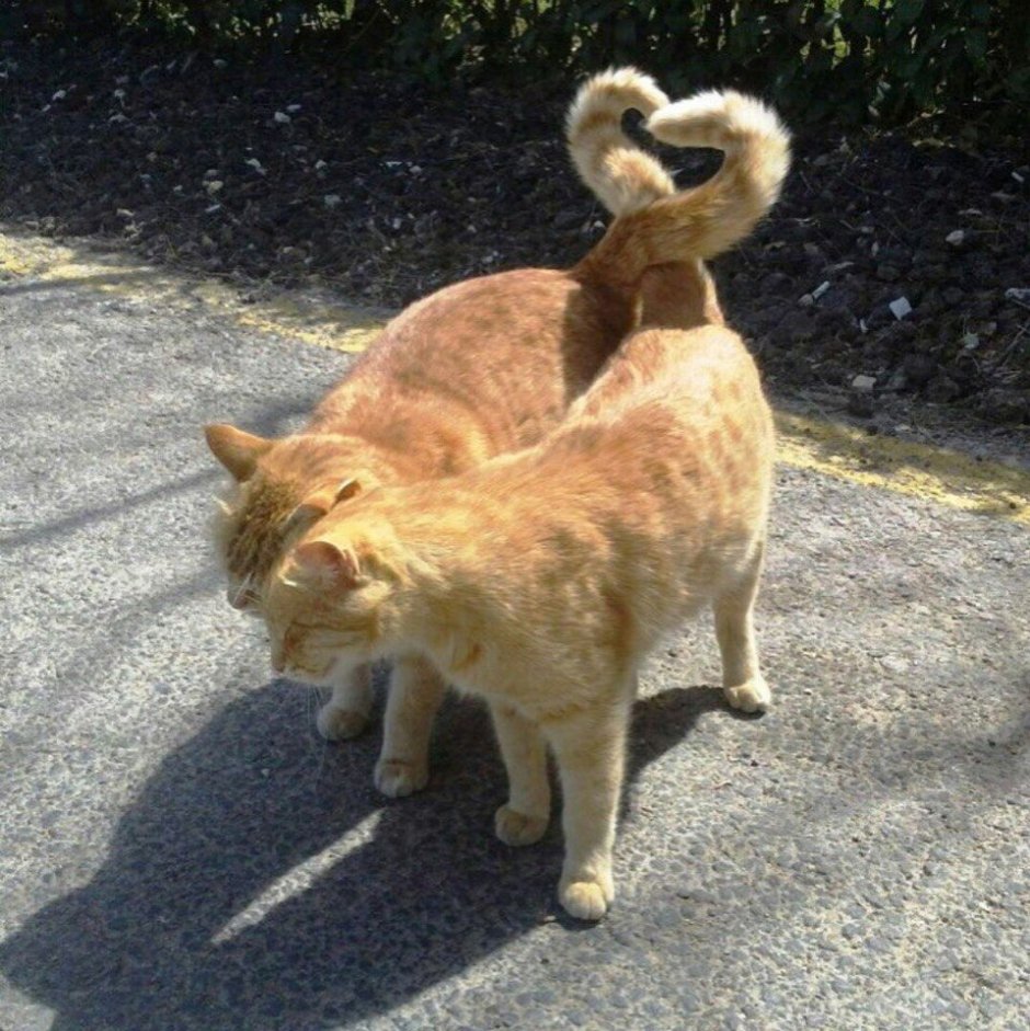 Коты хвосты сердечком
