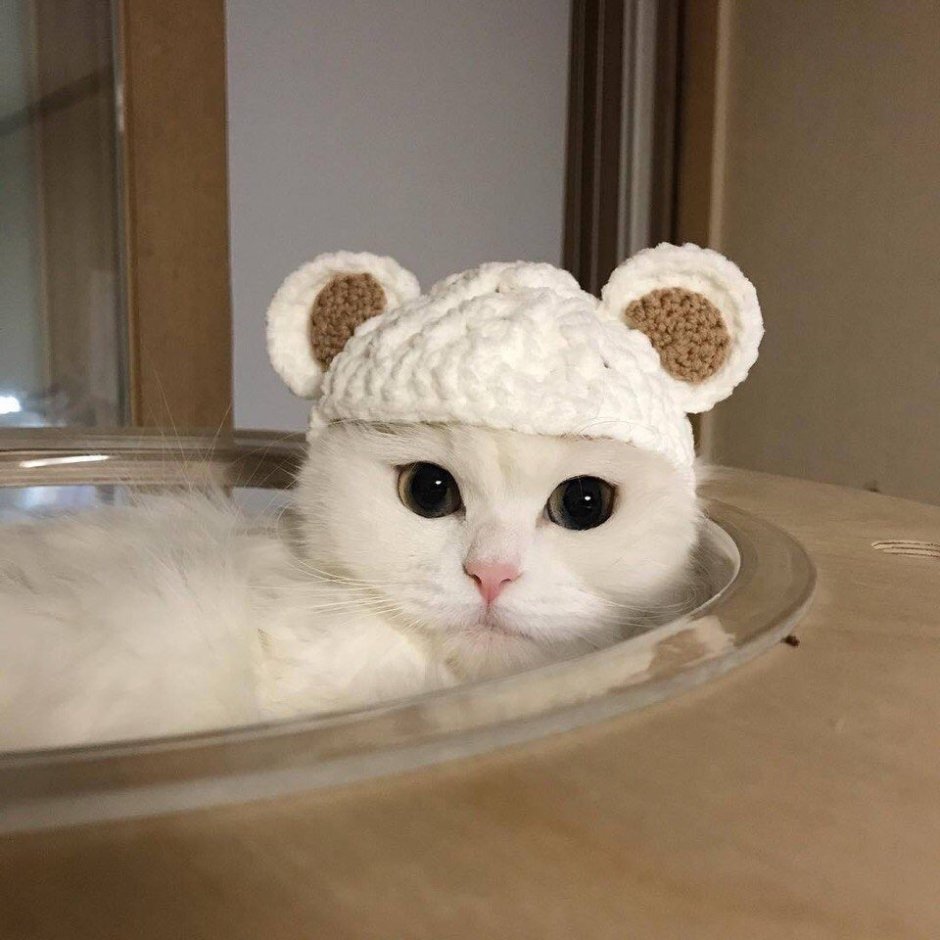 Милые котики в шапочках