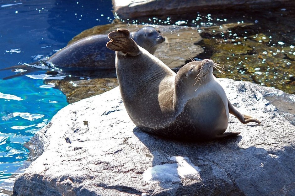 Seal тюлень