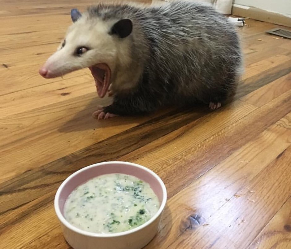 Кричащий опоссум