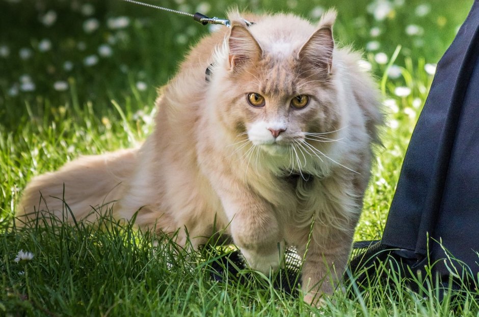 Ирландские коты