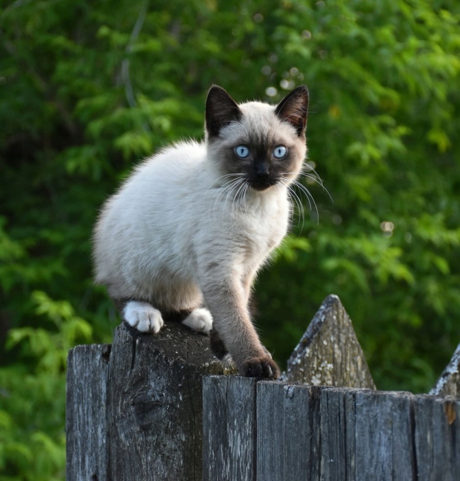 Бамбуковая кошка