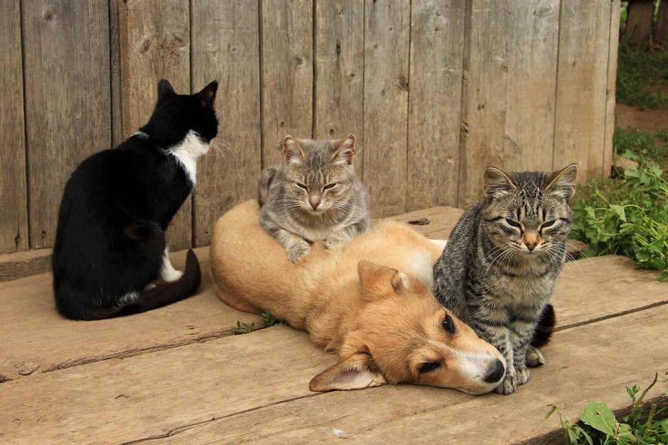 Деревенская кошка