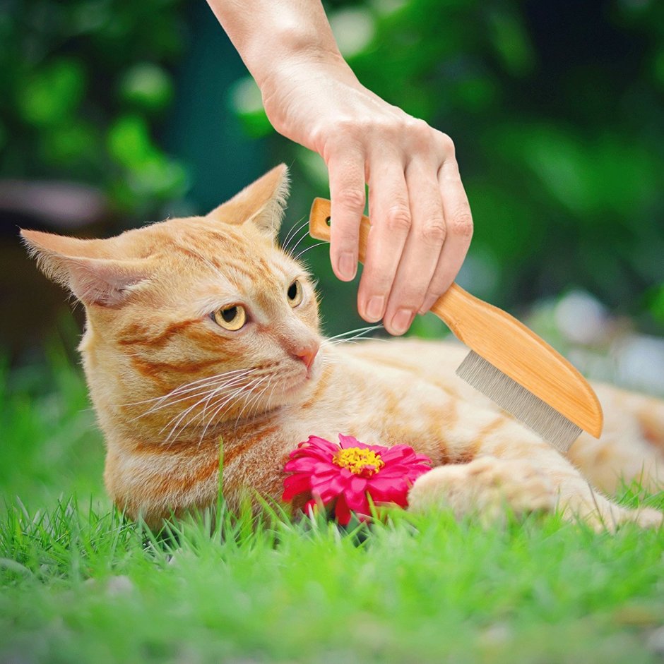 Бамбуковая кошка