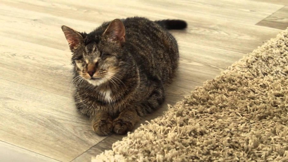 SF Cat