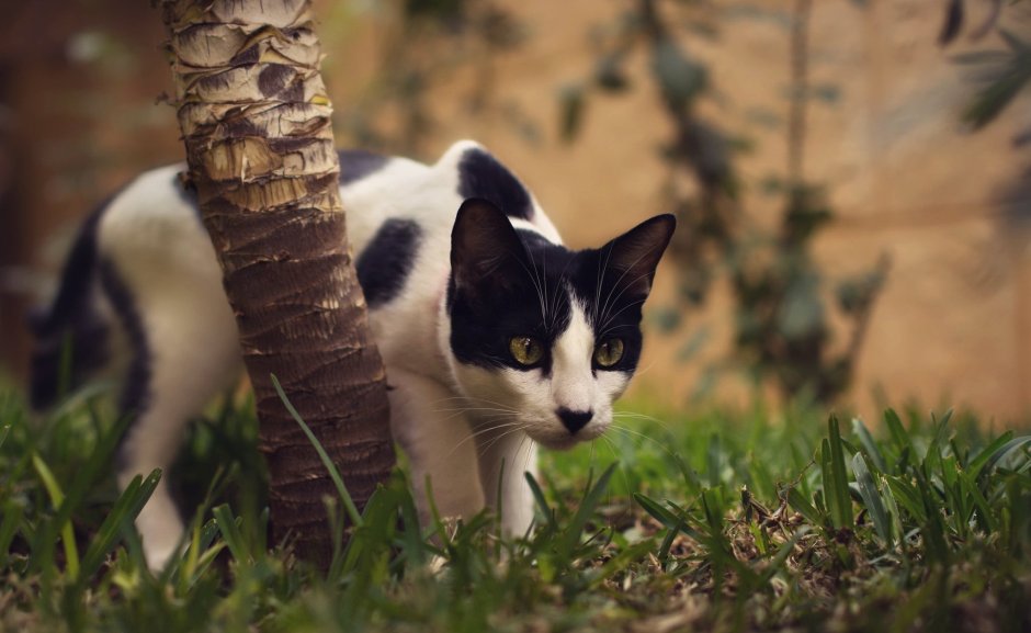 Сиамский кот