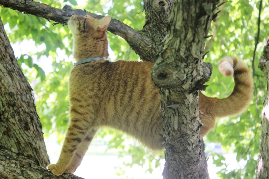 Рыжие коты