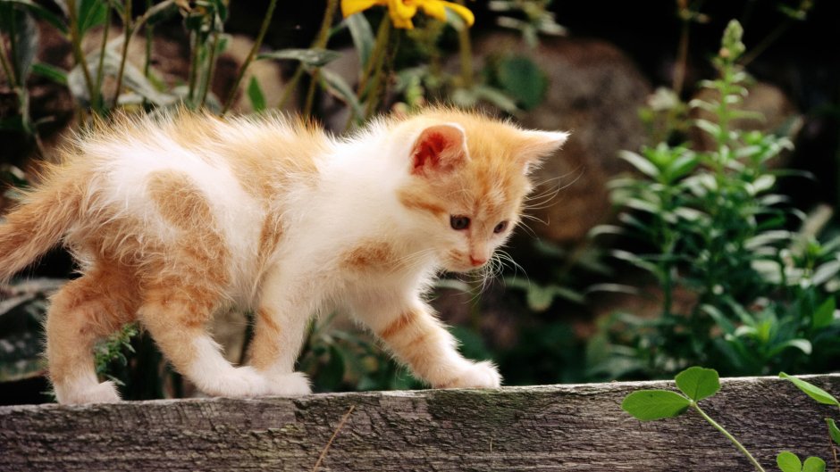 Рыжий котёнок