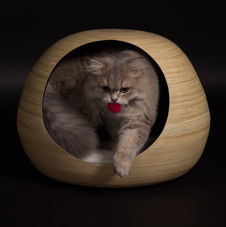 Фотография бамбуковой кошки