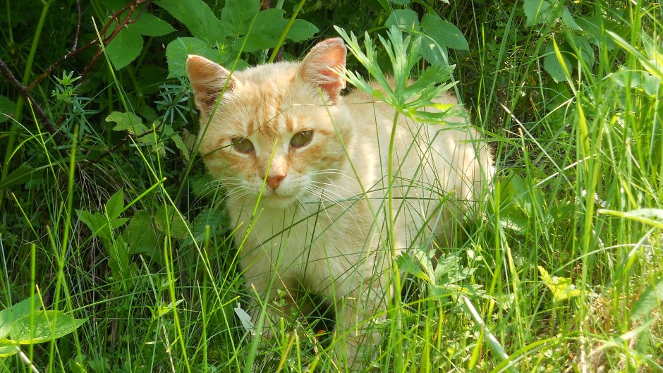 Соблазнительная кошка