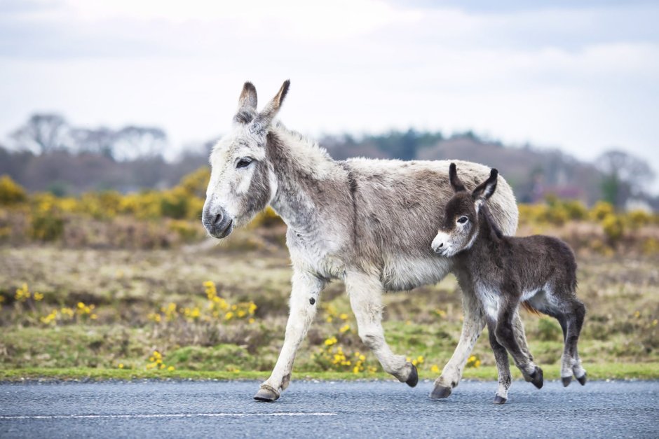 Baby Donkey
