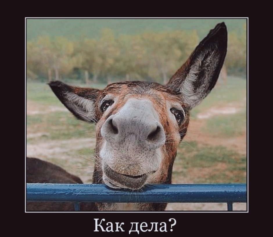 Дикий Африканский осел, l, 88664b
