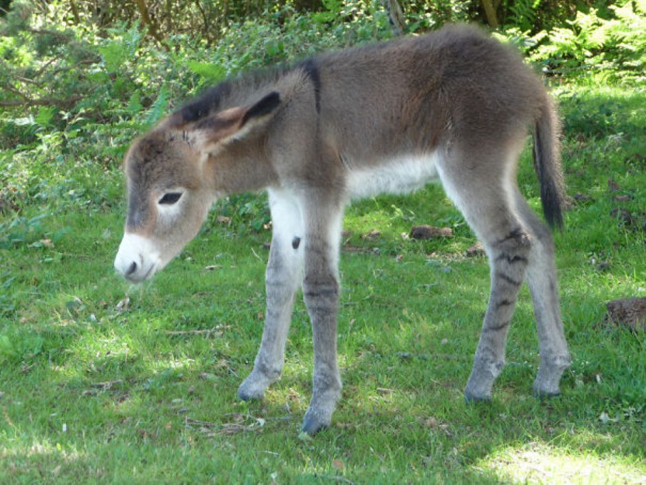 Ванкувере "Donkey