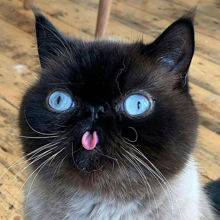 Серьезный котик