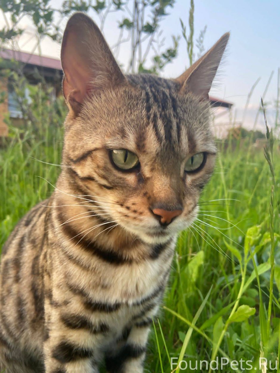 Кошки с розовыми очками