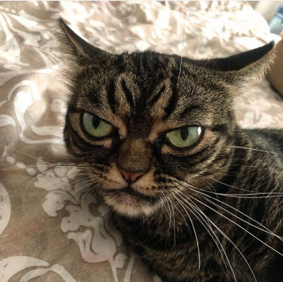 Хмурые коты