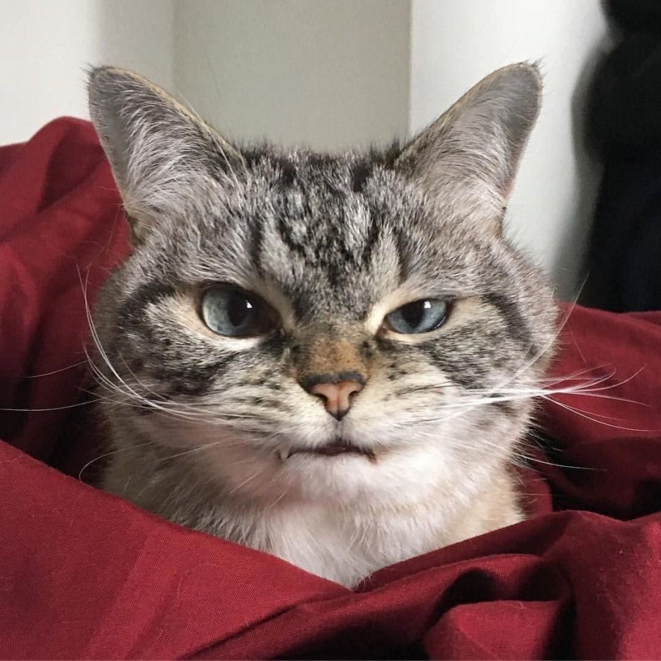 Смешные морды котов