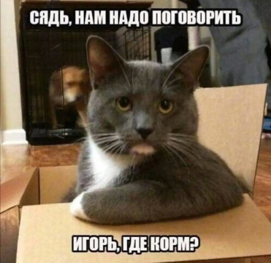 Сядь нам надо поговорить кот