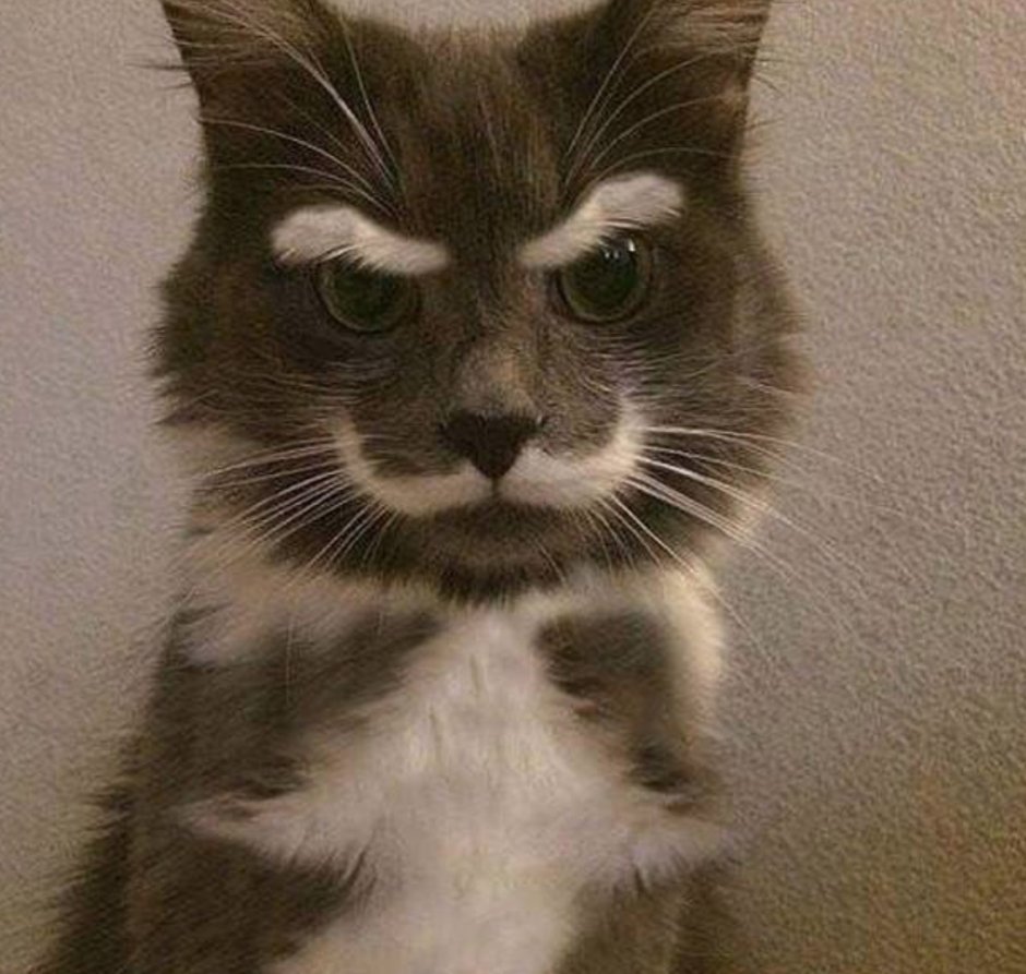Кот чуть поменьше