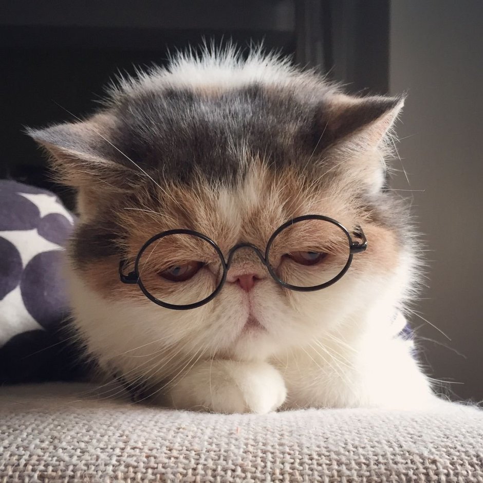 Модные котики в очках