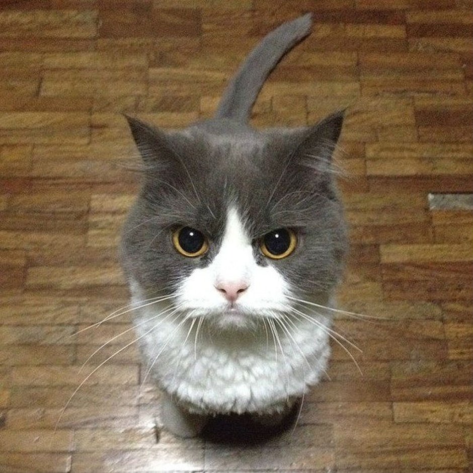 Серьезный котенок