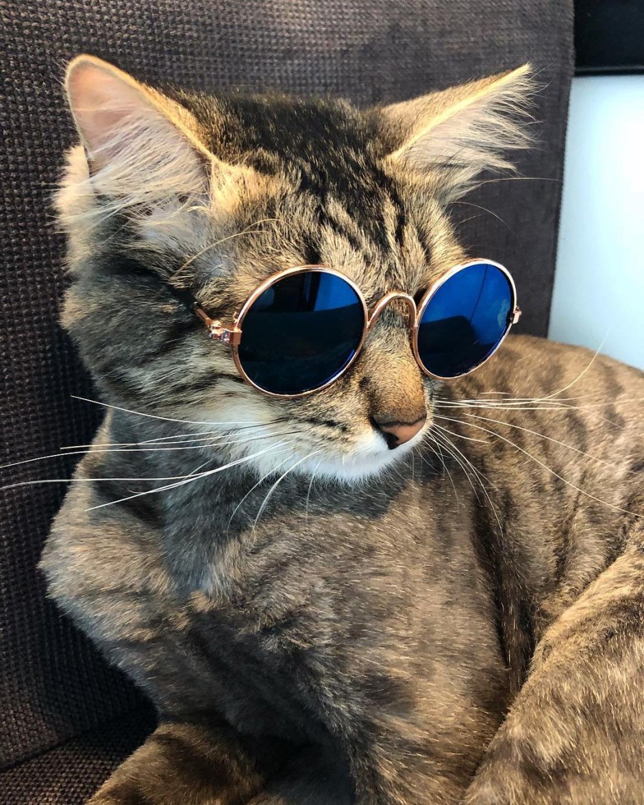 Странный кот