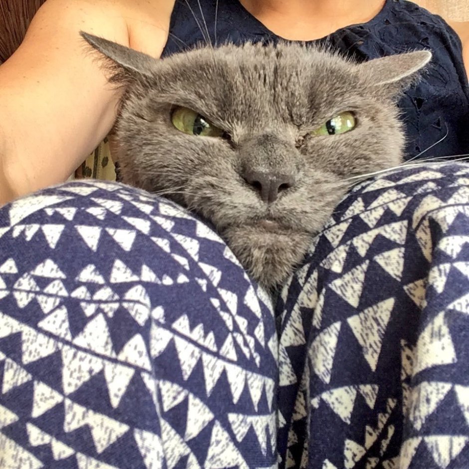 Интересные котики
