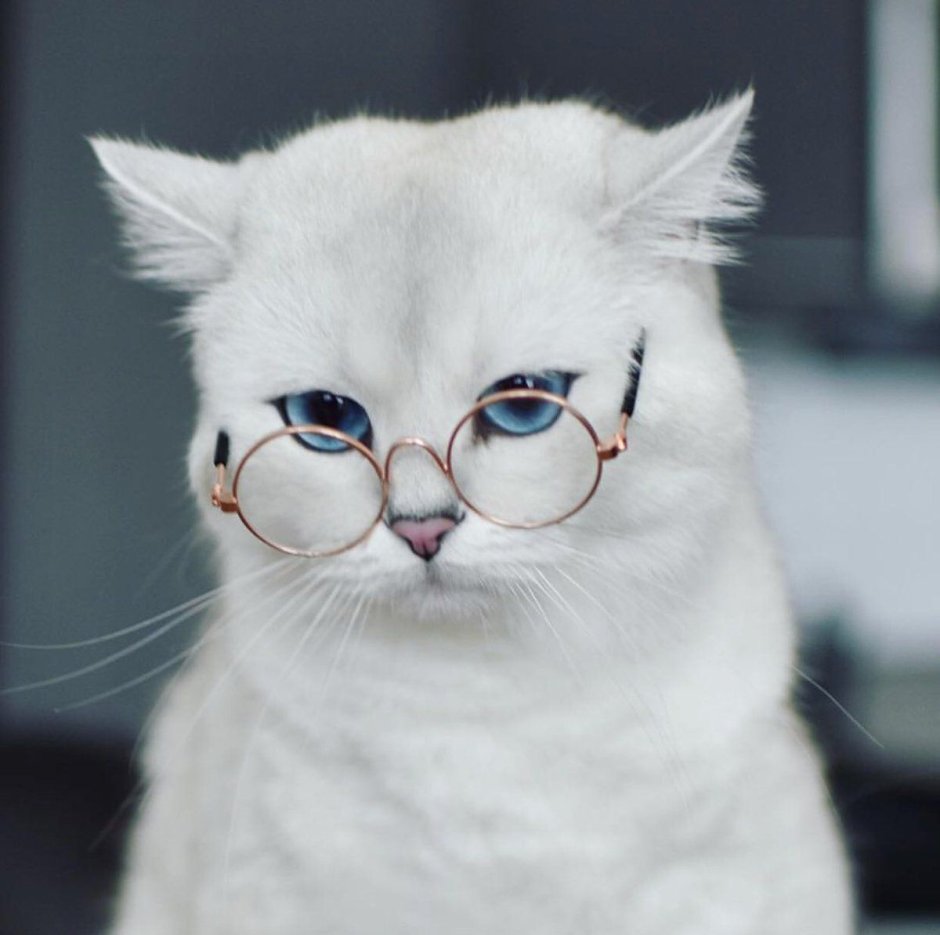 Умный кот в очках