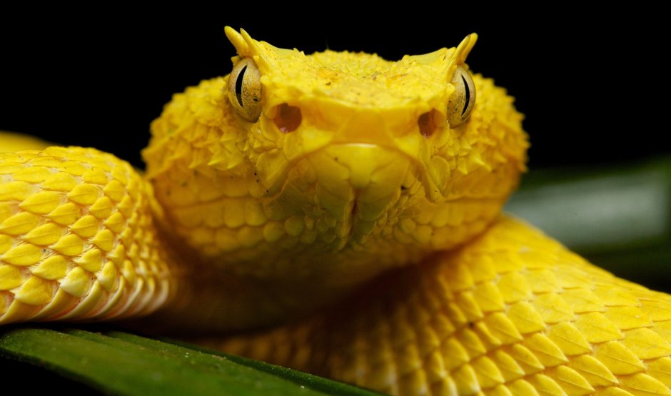 Eyelash Viper змея
