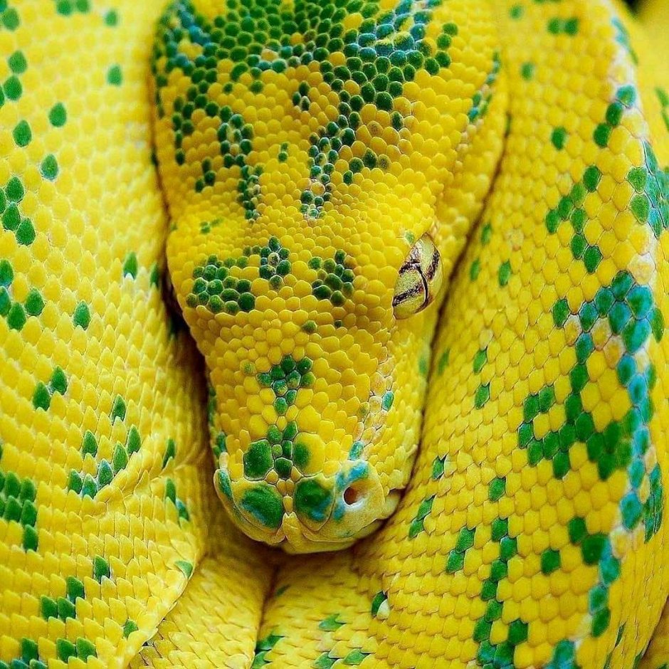 Green Tree Python Yellow Baby