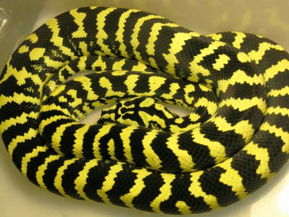 Morelia spilota cheynei