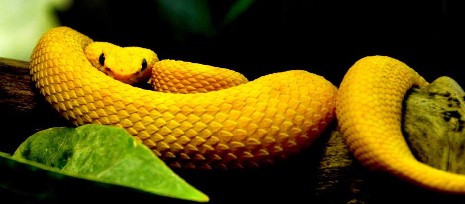 Eyelash Viper змея