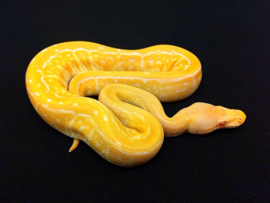 Королевский питон Albino
