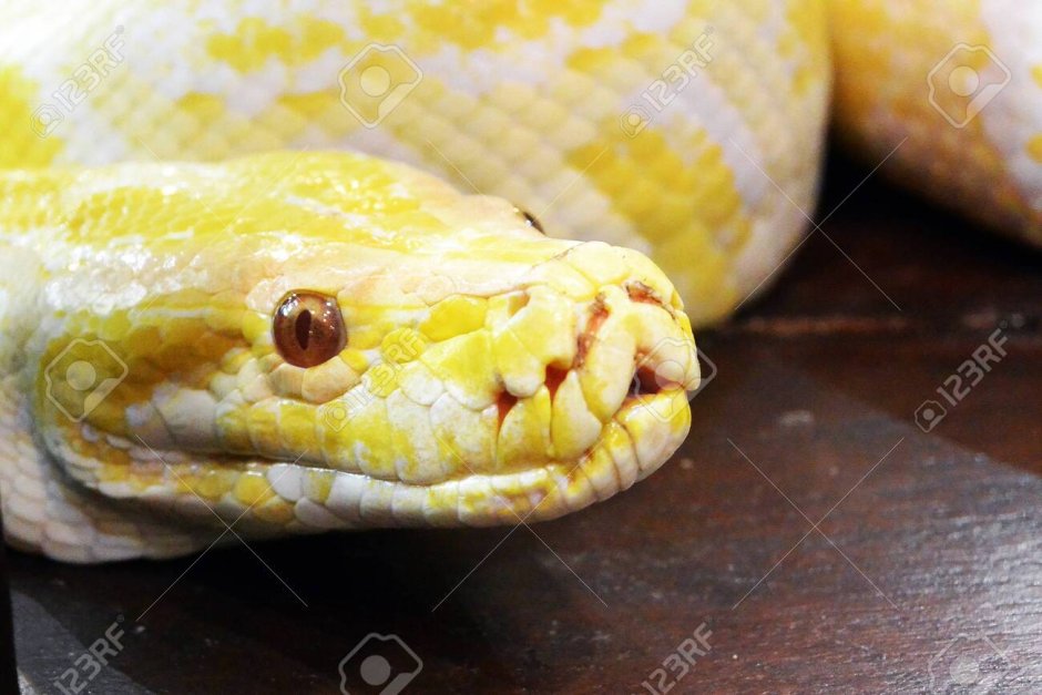 Albino Burmese Python - Python molurus bivittatus