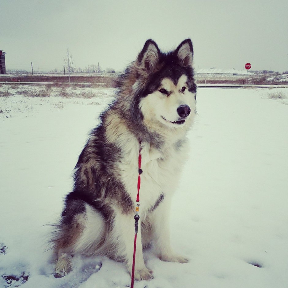 Аляскинский маламут зимой