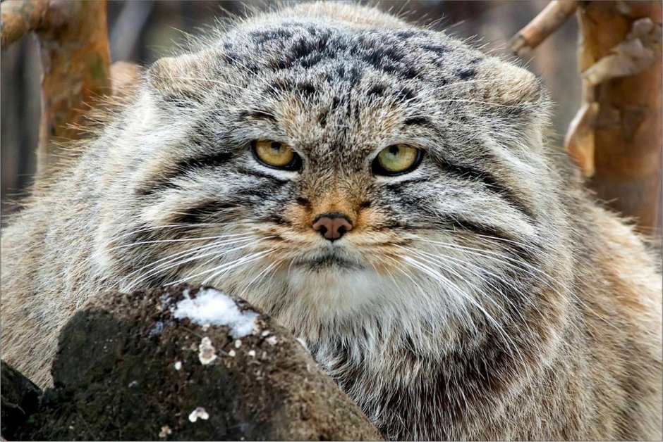 Дикие кошки кавказа