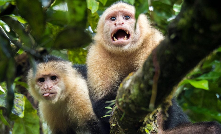 Capuchino Monkey