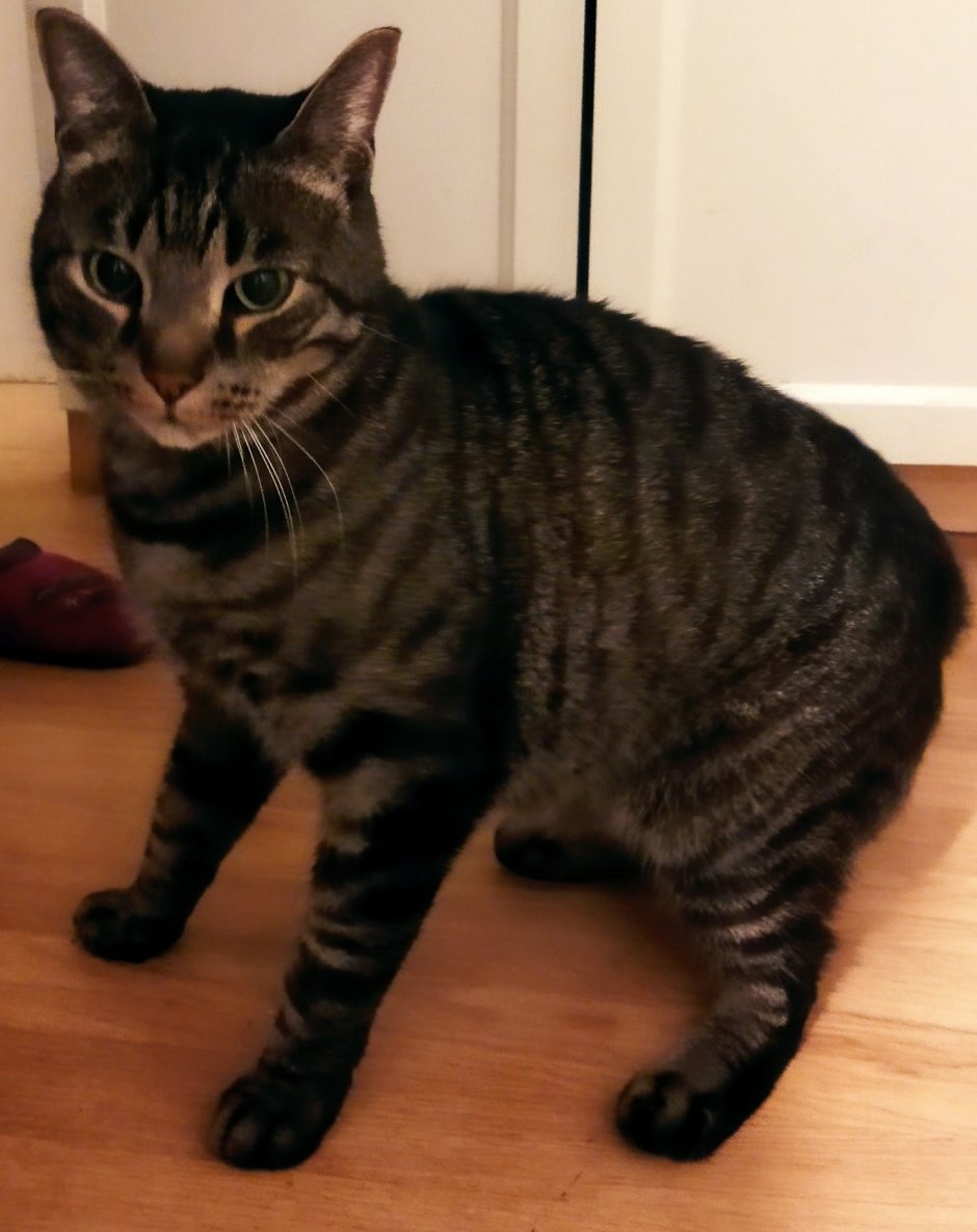 Чёрные коты Эстетика