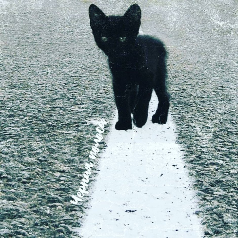 Котенок идет по дороге