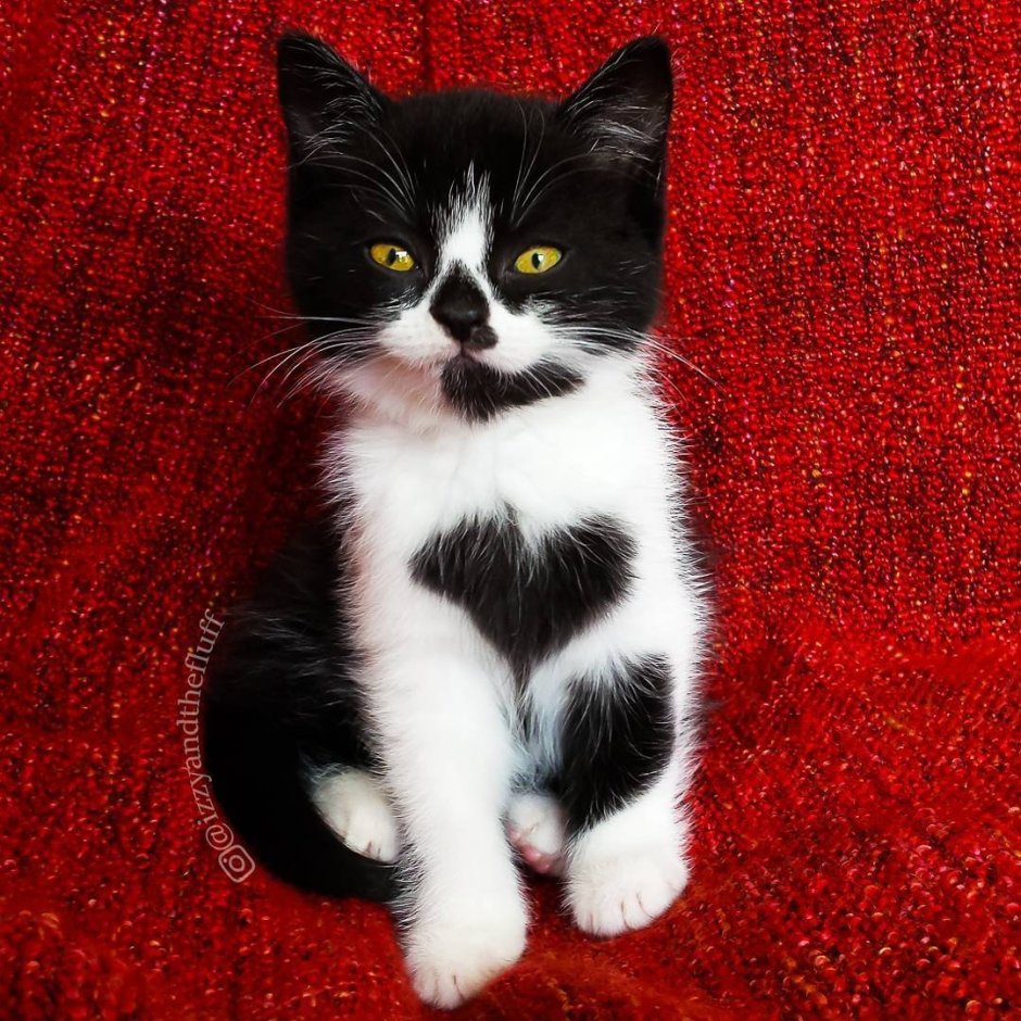 Котенок черно-белый