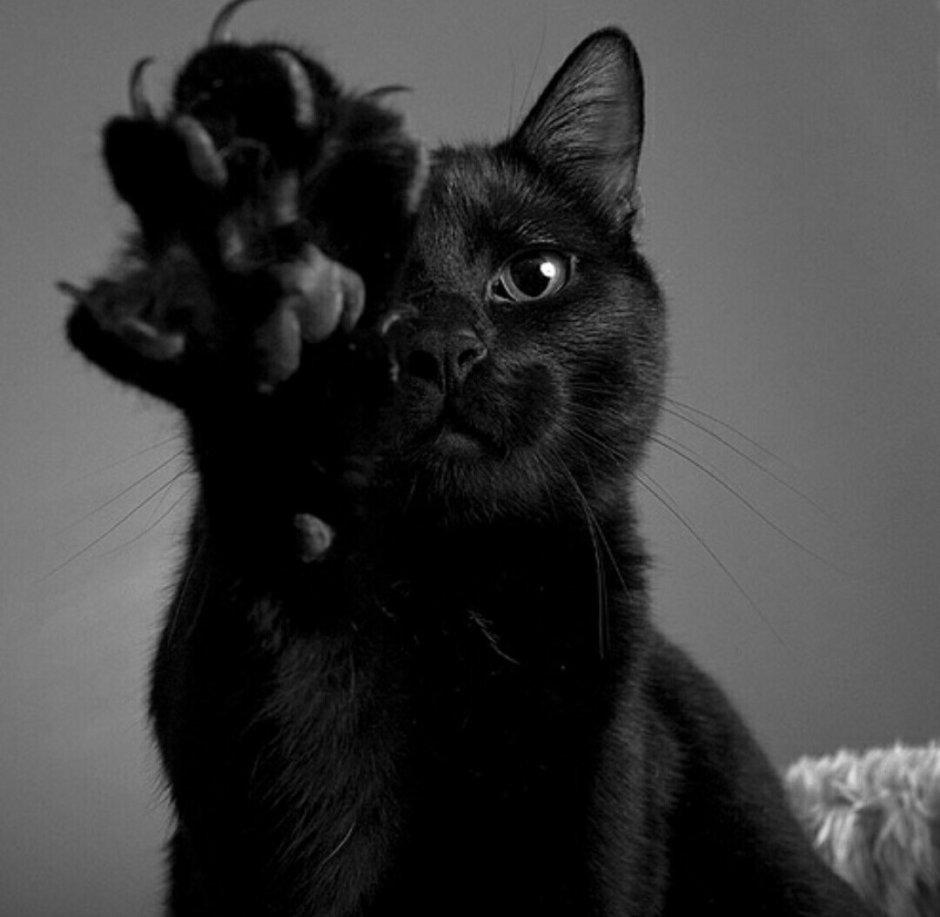 Черные коты