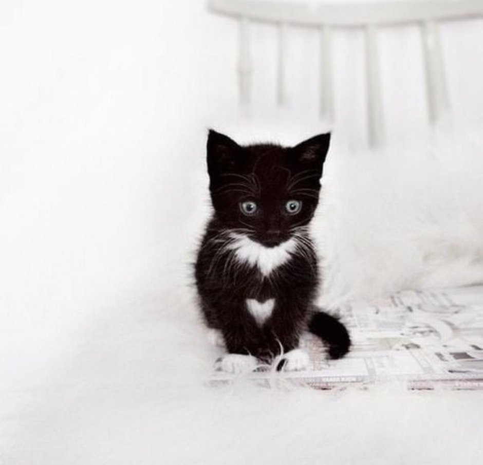 Котенок черно-белый
